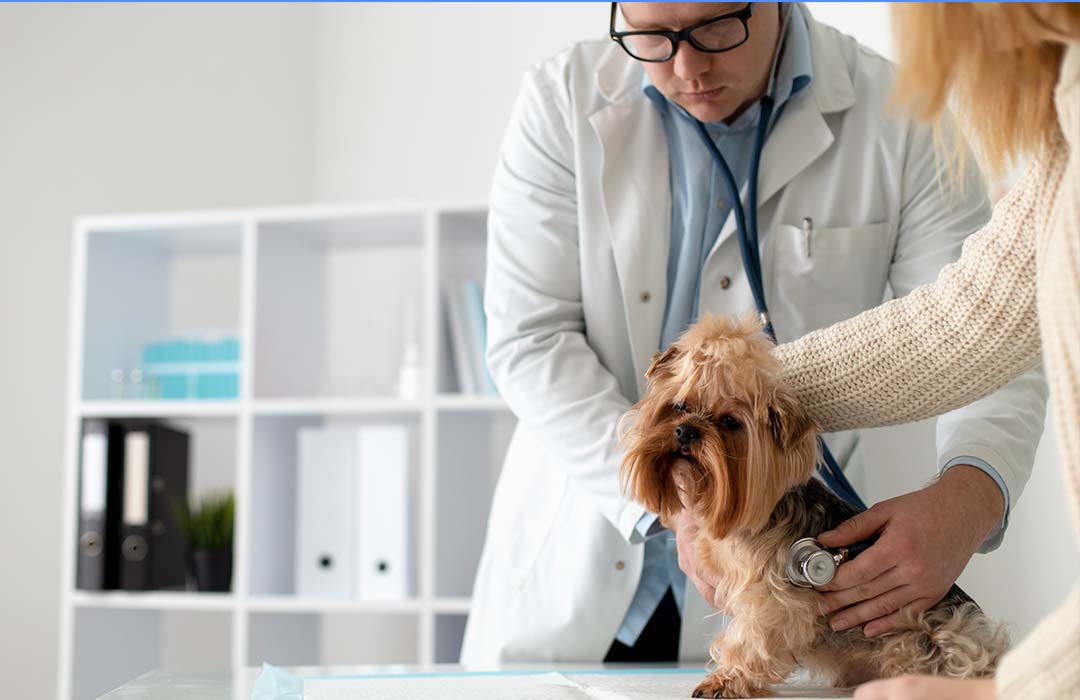 AI Receptionist managing veterinary appointments and urgent pet care calls efficiently.