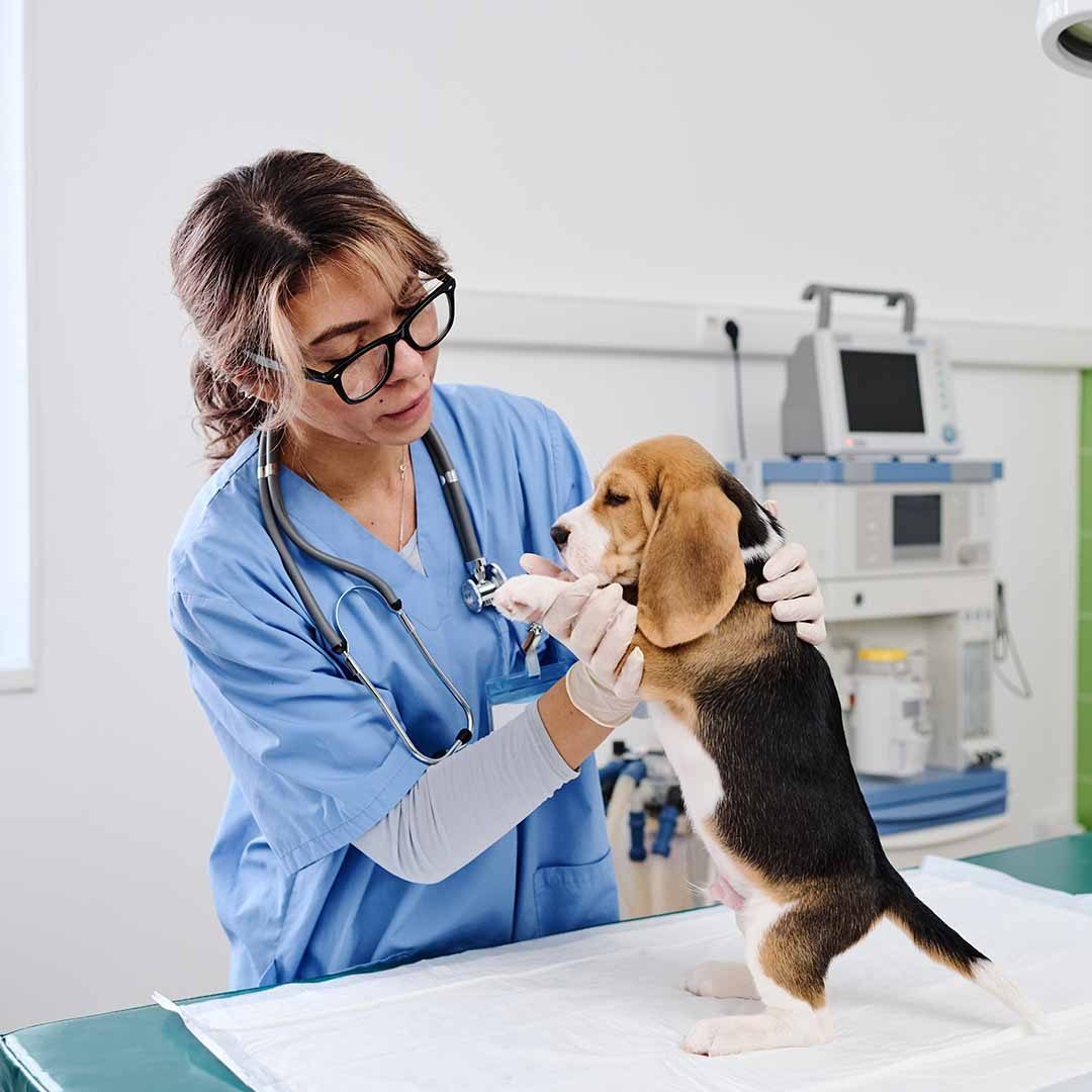 AI Receptionist for Veterinary Clinics – Compassionate 24_7 Support